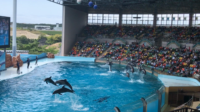 白浜アドベンチャーワールドの記事動画