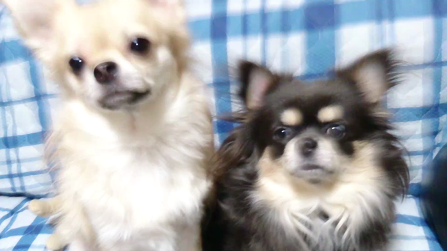 ワンコ生活延長中の記事動画