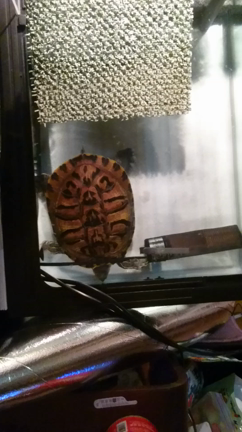 回復した理水と変わらず元気な亀達の記事動画