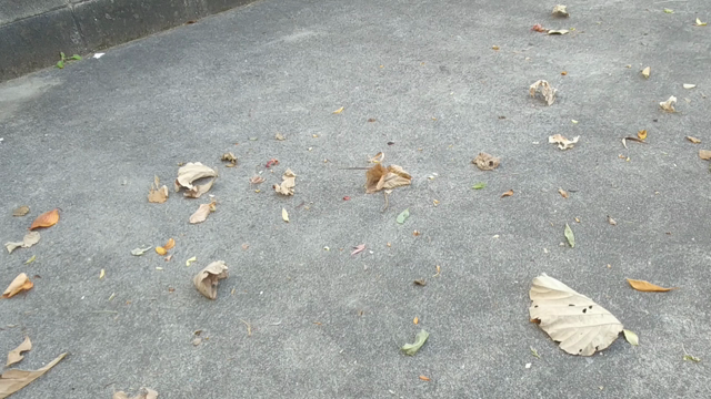 つい歌ってしまいましたの記事動画