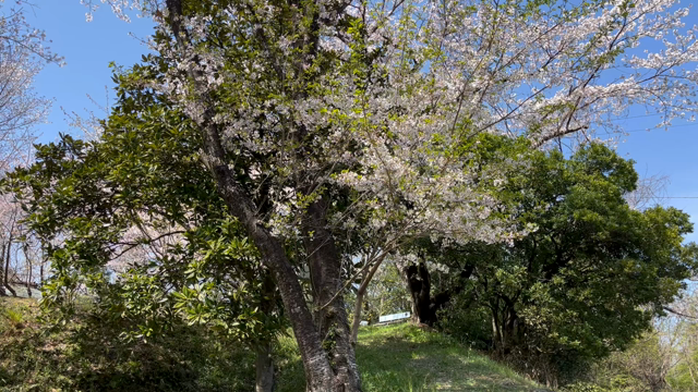 動画(昼休み)+の記事動画