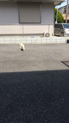 どこまで伸びるの？？の記事動画