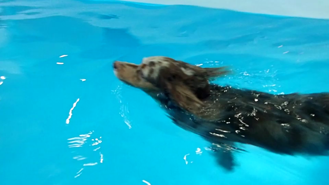 こんなものをつけて泳いでみました！の記事動画