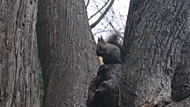 北海道旅行④北海道神宮編の記事動画