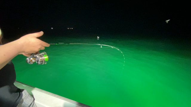 最近の釣果の記事動画