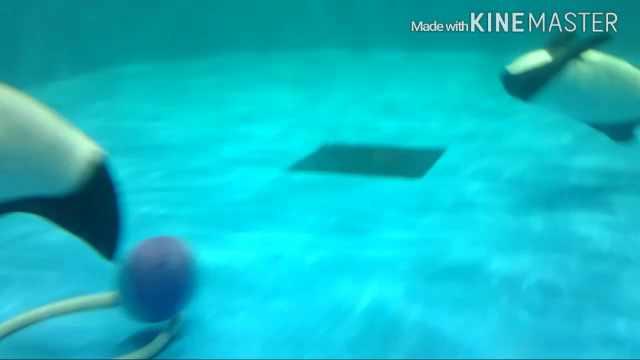 Panda Dolphinの記事動画