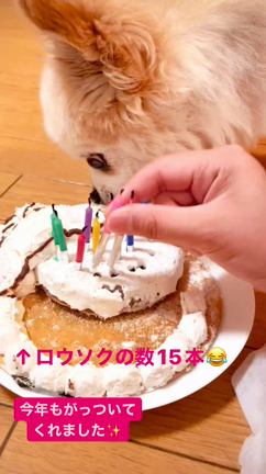 チワワのこぎお。15才お誕生日✨の記事動画