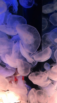 癒しターイム！の記事動画