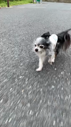 鍼灸治療の前と後の記事動画