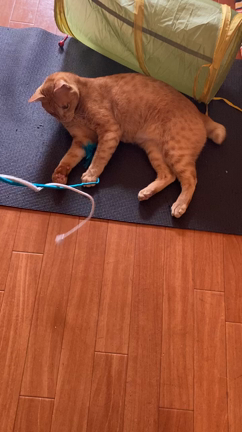 ほんまモンの片目のじゃっくんに⁉️の記事動画