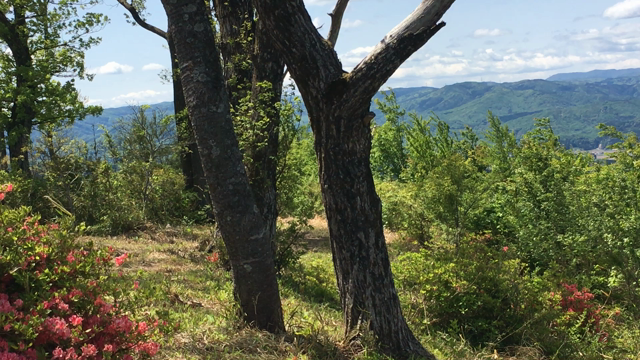 山の細い道を・・・の記事動画