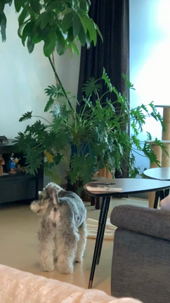 マンション工事。騒音の中の犬と猫の記事動画