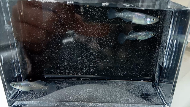 お気に入りのメダカその④の記事動画