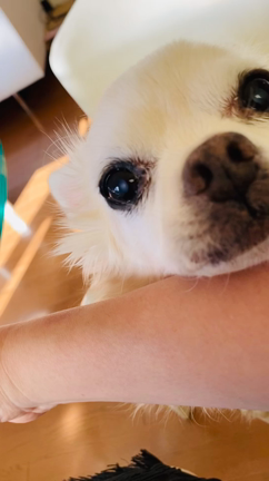 海鮮尽くしのおうちご飯の記事動画