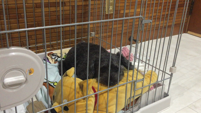 柴田さんドラが気に入ったみたいでスーザンごめんなさい。の記事動画