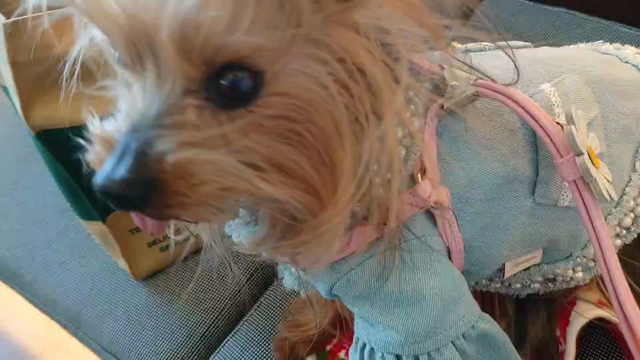 そば香❤岡本二試合連続二本ホームラン❤戸郷10勝目！！の記事動画