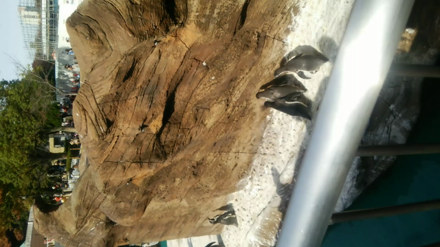 動物園パァト2＼(^o^)／の記事動画