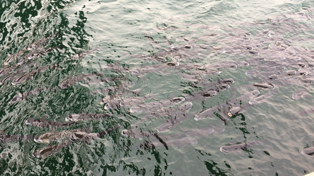 やっとです！！の記事動画