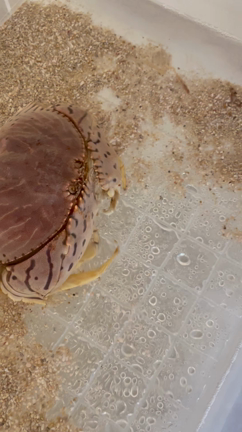 カニのシーズン到来！「世界のカニ」の授業は11月21日(日)スタート！の記事動画