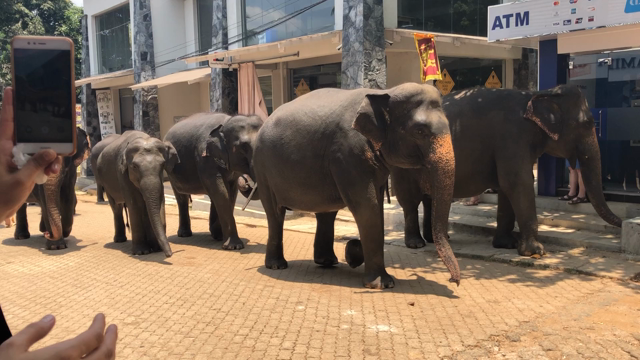 スリランカに行ってきました②の記事動画