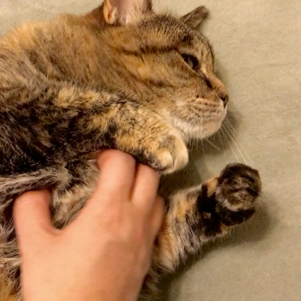 梅雨明けはまだかなーの記事動画