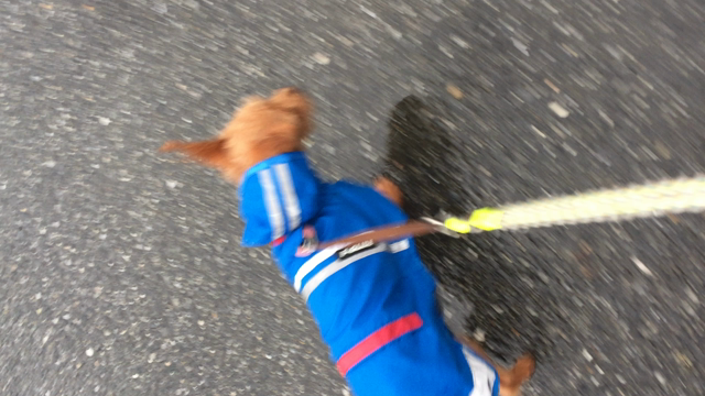 雨天中止(´△｀)の記事動画