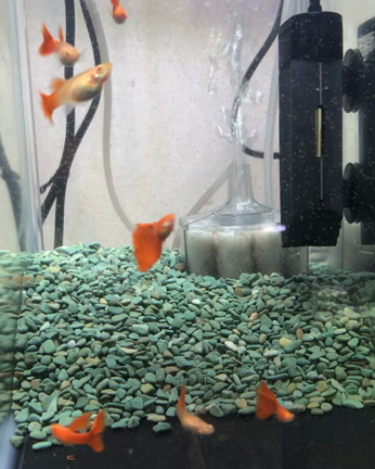 今年初の記事動画