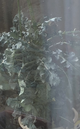 家政婦は見た⁉️の記事動画