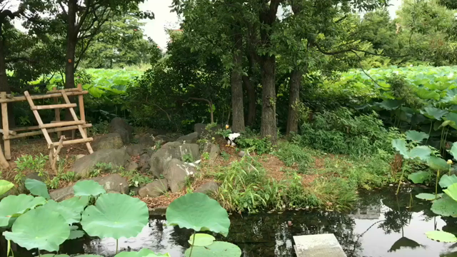 ワシの唄の記事動画