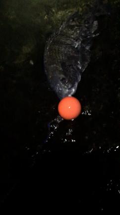 ☆あなたは伊藤さんの魔力を信じますか？☆の記事動画