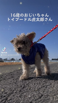 せっかくなので動画ですの記事動画