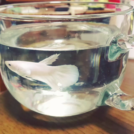 今週もお疲れ様でした。の記事動画