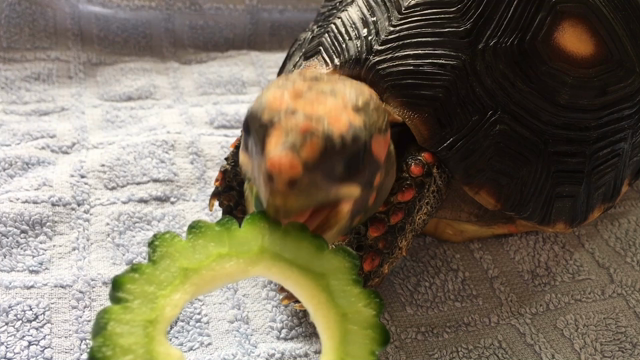 はっけよいのこったの記事動画
