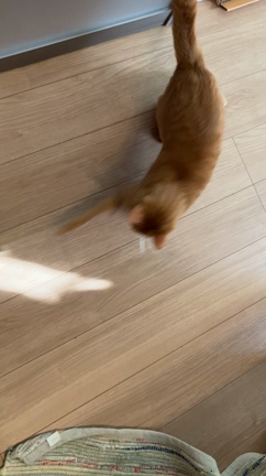 【動画】遊んでにゃ！の記事動画