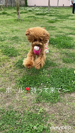 シロツメクサ食べるな 先代犬メロ君とトイプードルのエルモちゃん