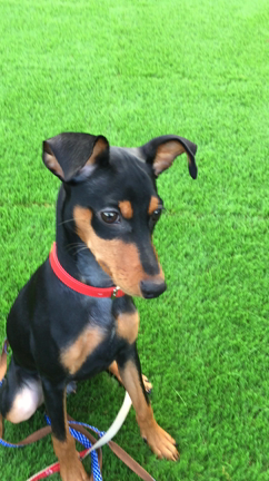 ボール遊びの記事動画