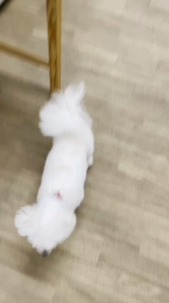 命の洗濯の記事動画