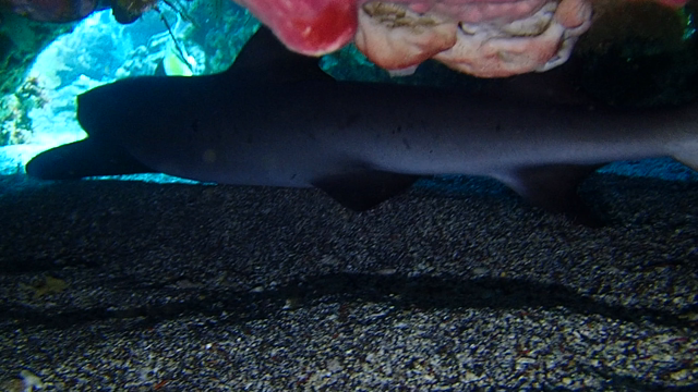 バリ島アメッドでもたまに大物が見れる!!の記事動画