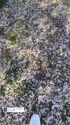 花じゅうたんの記事動画