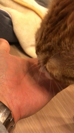 明治座お稽古クリスマスイブの記事動画