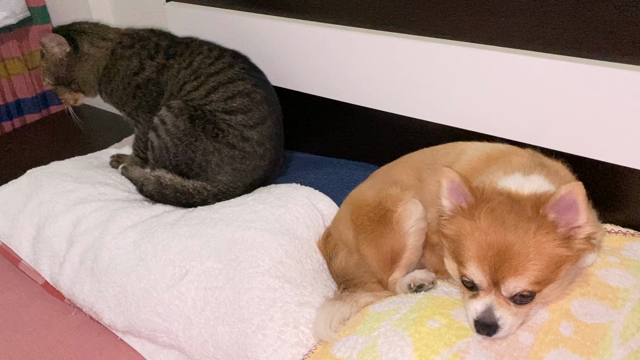 さくらちゃんとわらび君・・・微妙な距離を取りながら寝ていますの記事動画