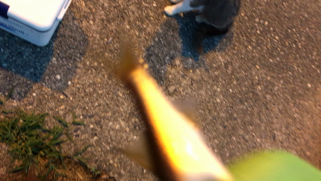 あじ・アジ・鯵・・・近況の記事動画