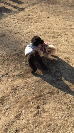 犬友  U・x・Uの記事動画