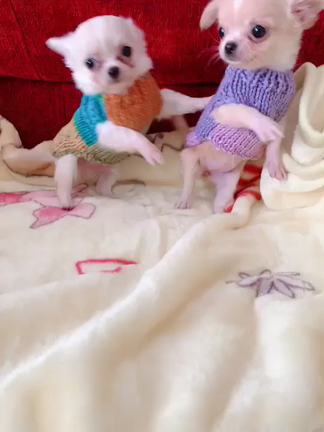 チワワベビー　いよいよデビューです❣️の記事動画