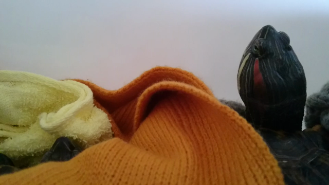 今年最後の診察＆壁紙リニューアルの記事動画