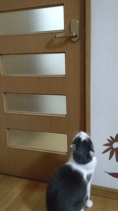 成功率25％の記事動画