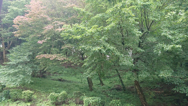 2020.7.9 初蝉 @ 東京都町田市三ツ目山公園の記事動画