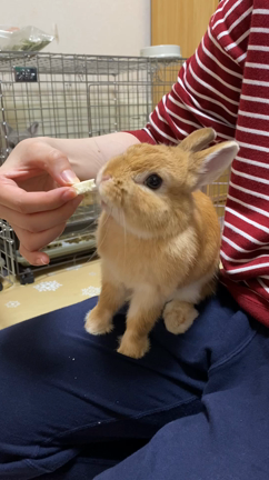 一歳になりましたの記事動画