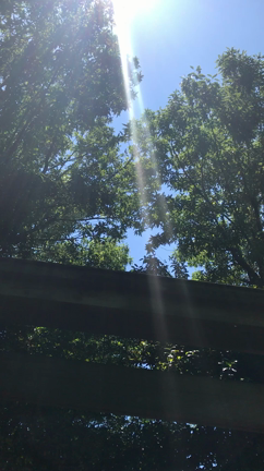 キレイに撮れたの記事動画