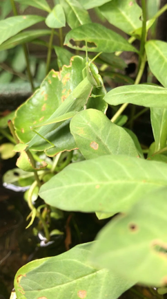 バッタの季節の記事動画